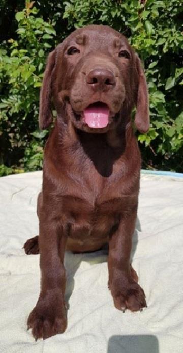 Labrador-retriver--
