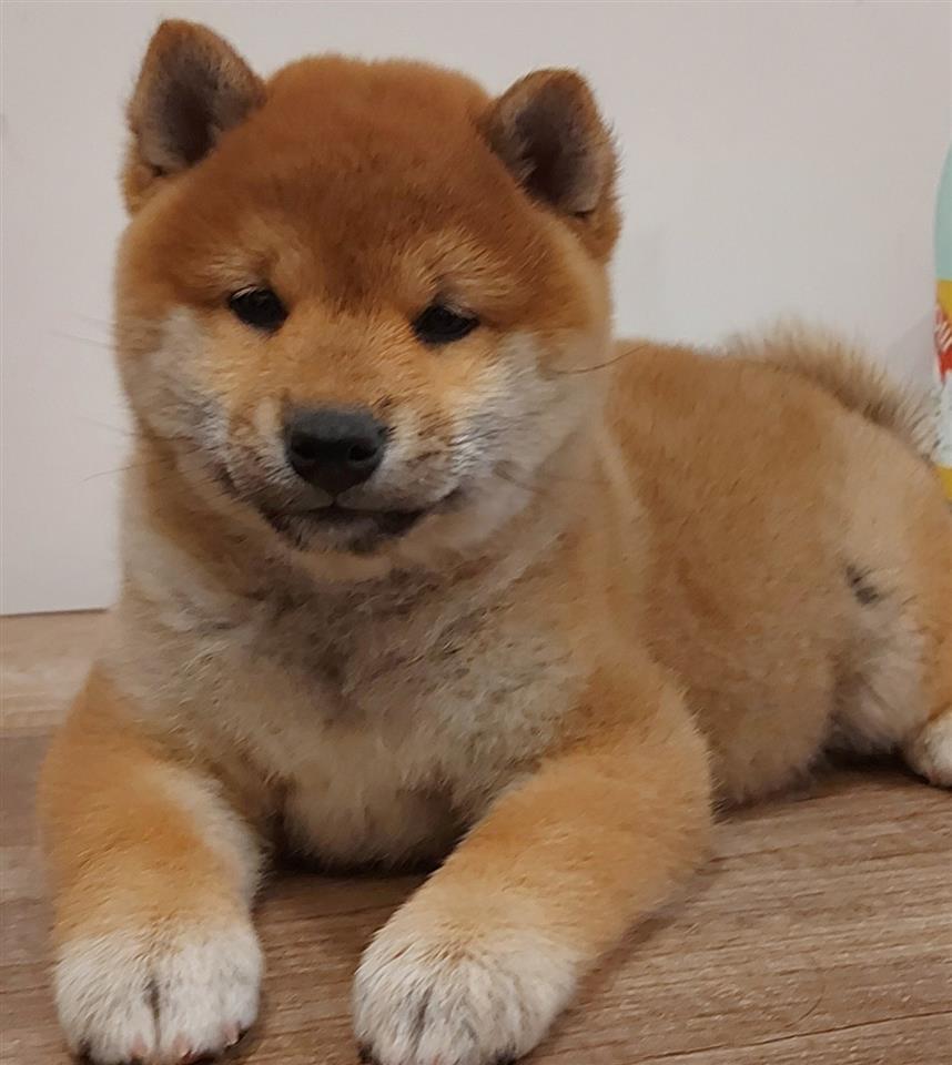 Šiba-Inu-štenci