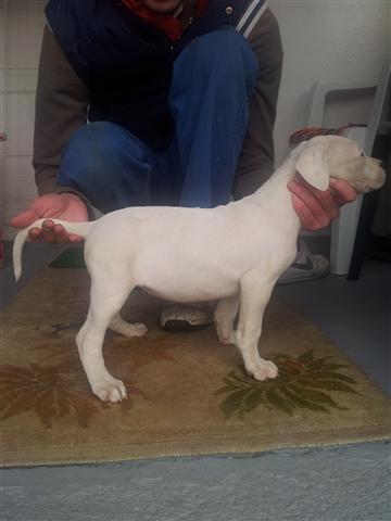 Dogo-Argentino-Stenad