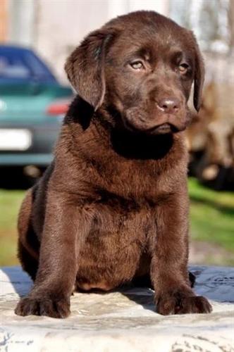 Labrador stenci 