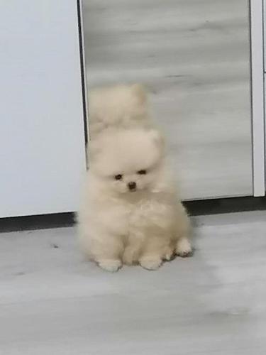 Pomeranski spic