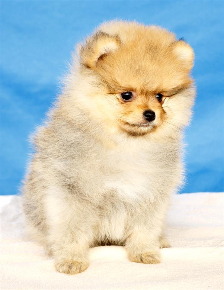 Pomeranac-štenci-