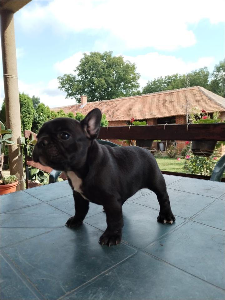 Francuski-buldog