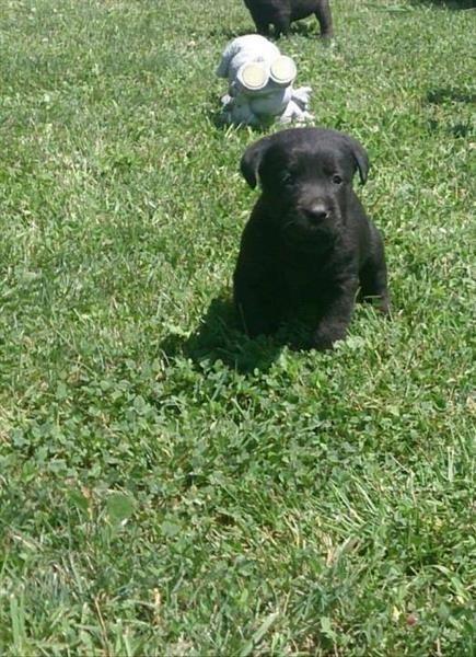 Stenci-Labrador-retrivera-