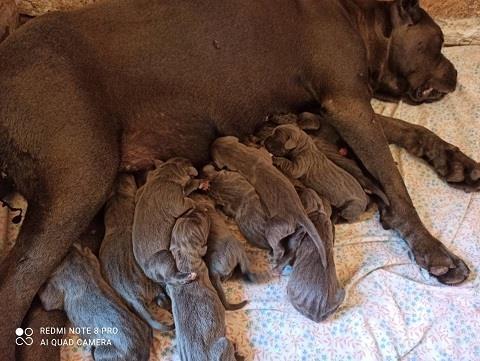 Cane-corso-štenci
