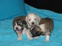Coton de Tulear Stenci