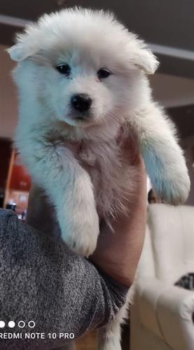 Zenski samojedi 60€