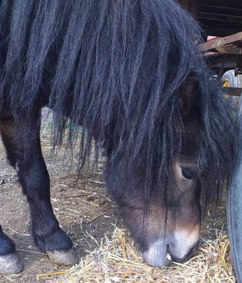 Poni-