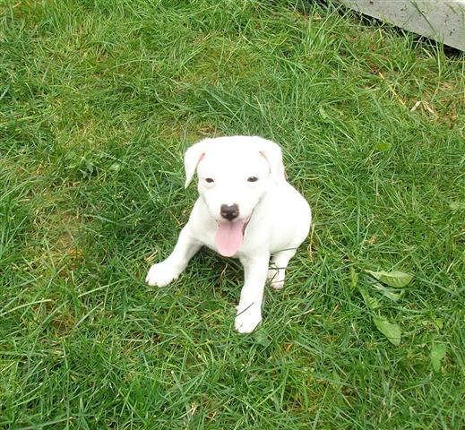 Jack-Russell-Terrier