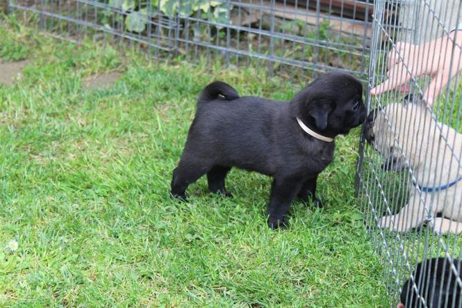 Mops štenci