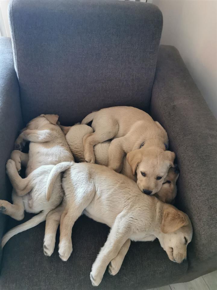 Stene-labrador-retrivera