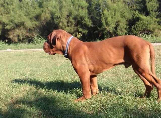 Bordoška-doga--muško-štene