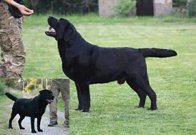 Labrador-retriver--stenci
