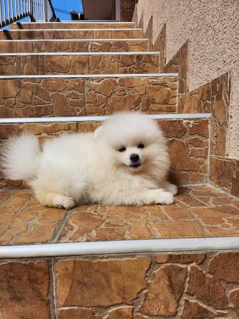 Pomeranac-špic