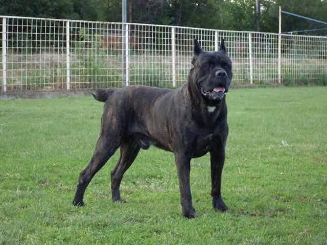 Cane-Corso---stenci-iz-tri-legla