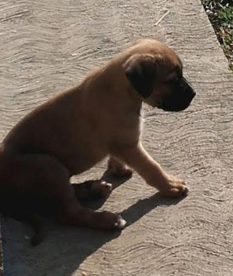 Cane-Corso-štenci