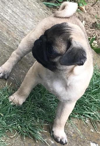 Mops štenci na prodaju