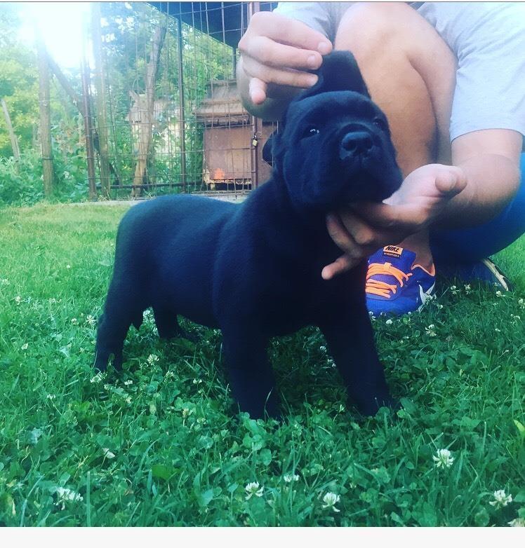 Cane-corso-štene
