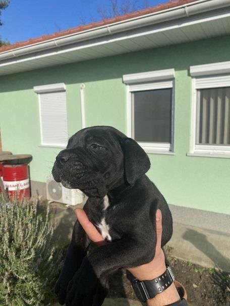 Cane-corso-štenci