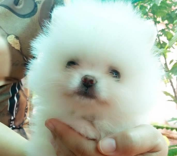Pomeranski-spic