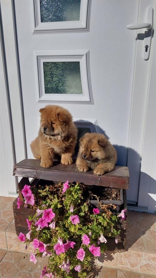 Cau-cau-Chow-chow-stenad