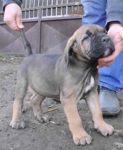 Cane-Corso-stenci