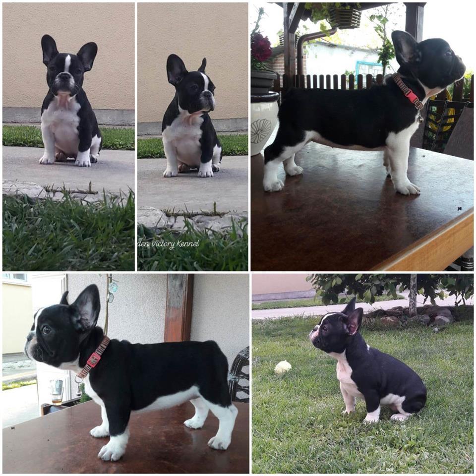 Francuski-buldog-štenci-