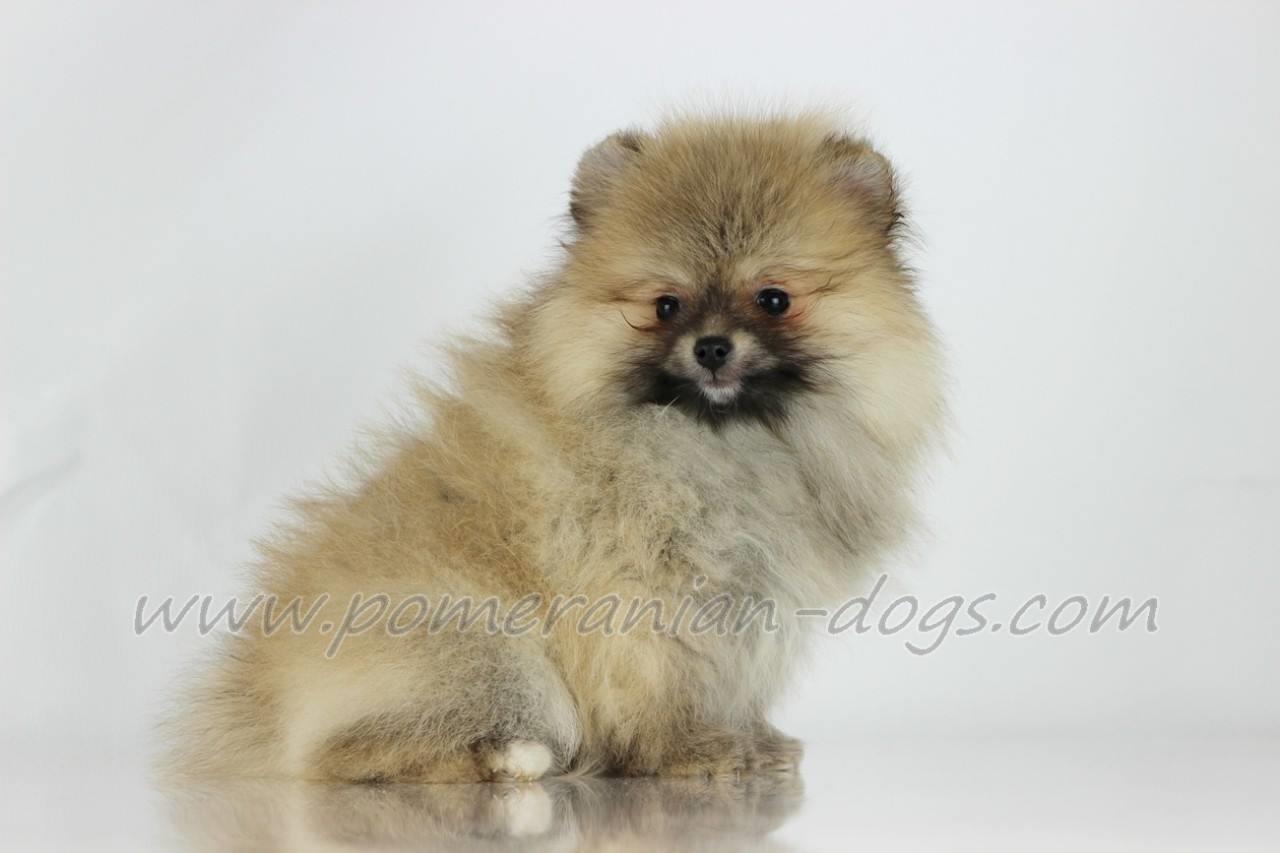 Pomeranski-spic-Boo-stenci