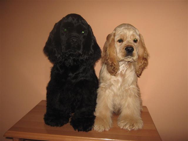 Americki-cocer-spaniel