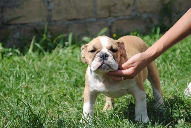 ENGLESKI-BULDOG-štenci-