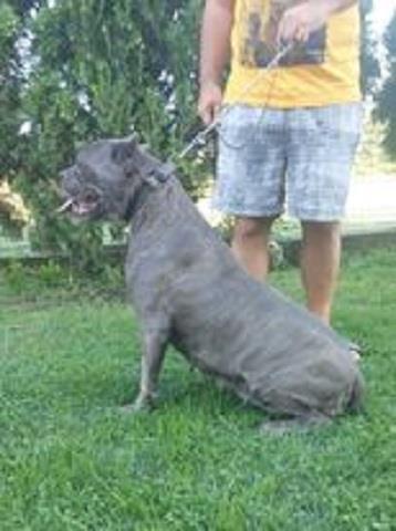 Cane-Corso-na-prodaju