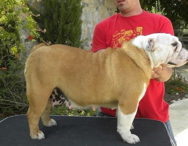 -Engleski-buldog-ženka-