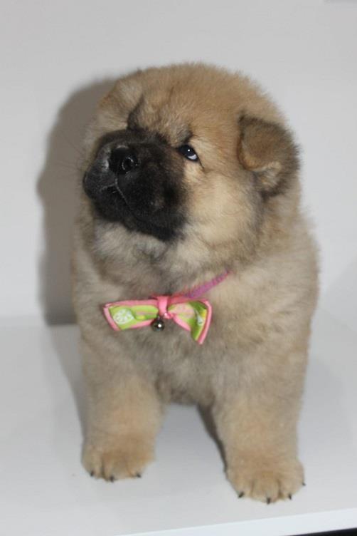 Chow-chow-cau-cau-stenad