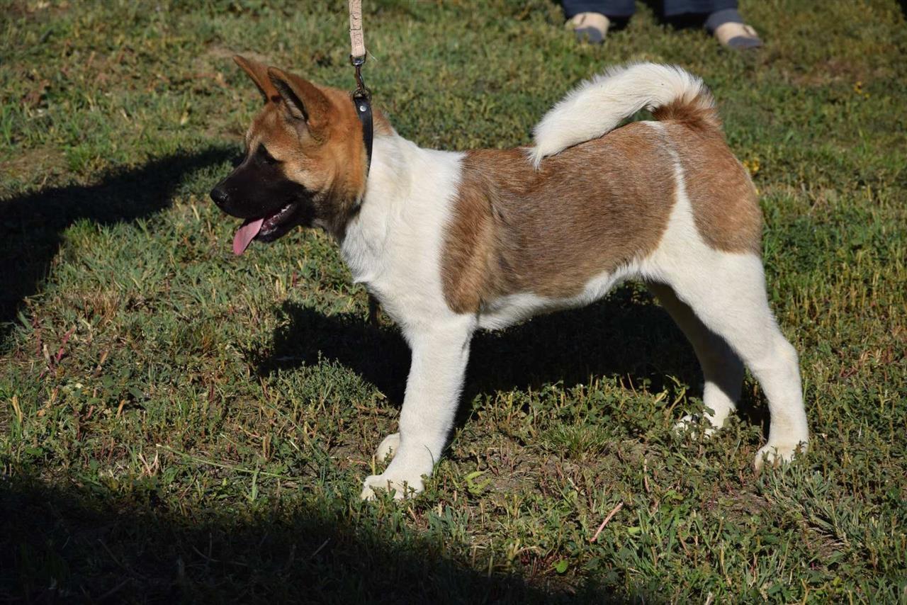 Američka-Akita-štenci