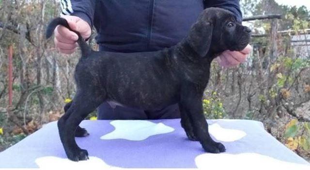 Cane-Corso