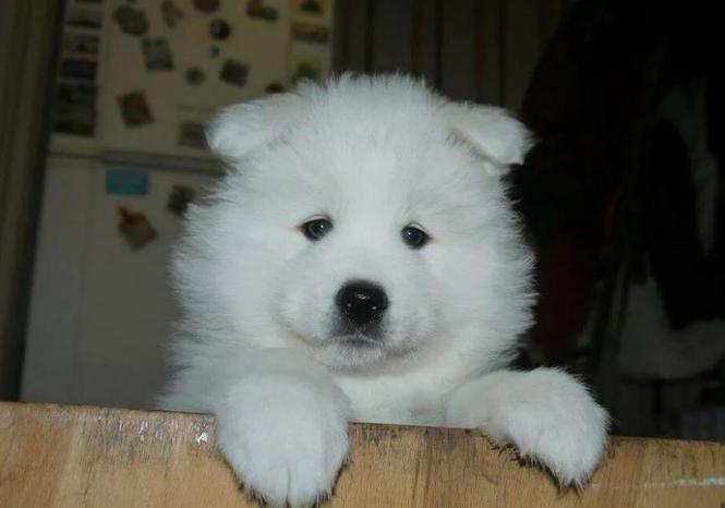Sibirski haski i samojed stenci na prodaju 