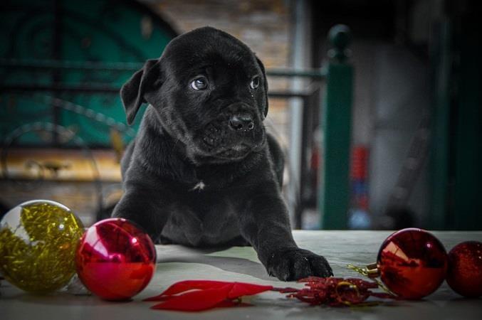 Cane-corso-štenci