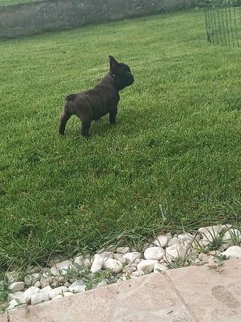 Francuski-buldog-štenci-