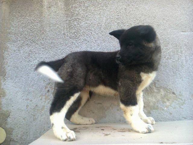 Americka-Akita--stenad