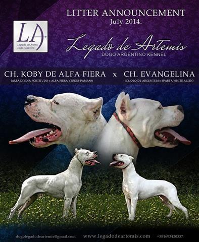 Dogo-argentino-stenci