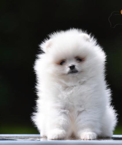 Pomeranac BOO prelepi štenci