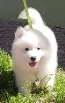 Samojed-štenci-