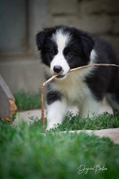 Border-Colli-