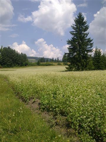 Heljda-u-zrnu