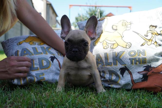 Francuski buldog štenci 