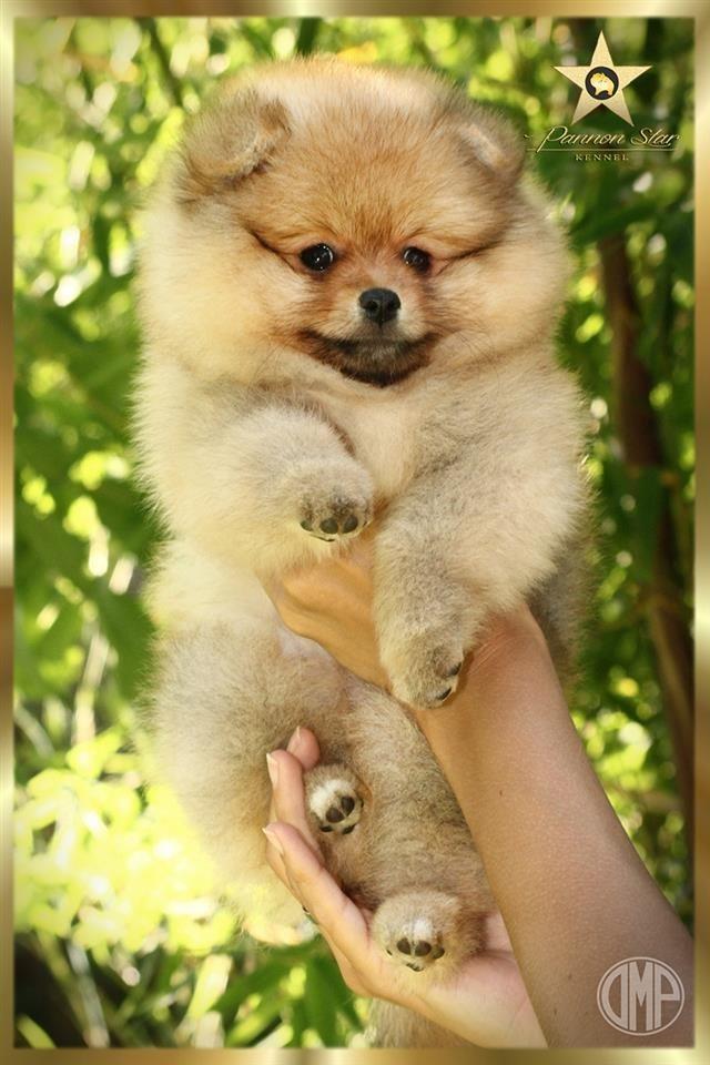 Pomeranski-spic-Pomeranac