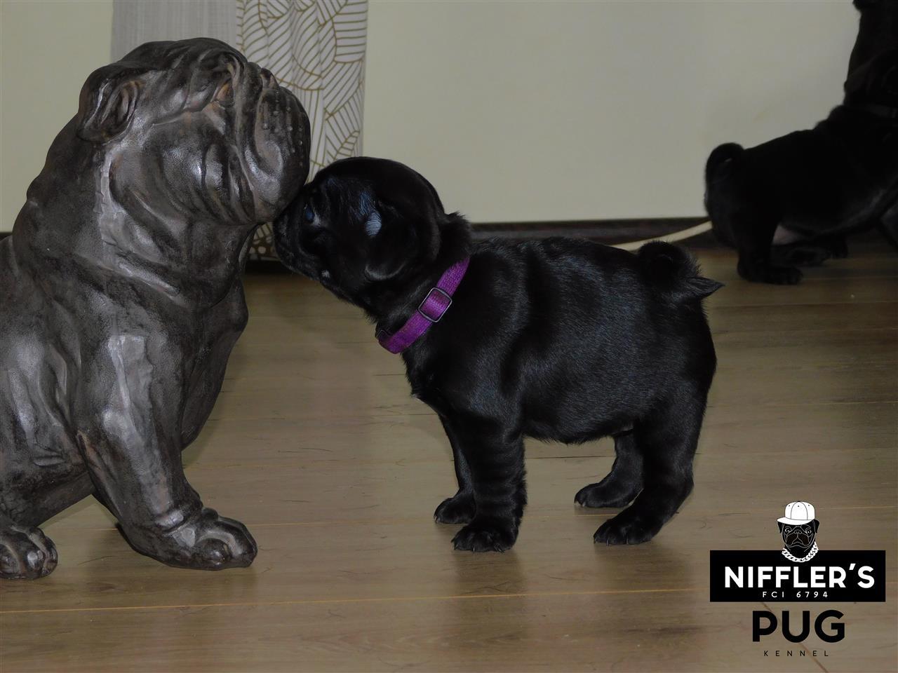 Mops-štenci