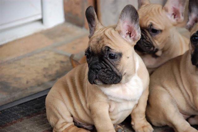 Francuski-buldog-Od-Kuce-Don-