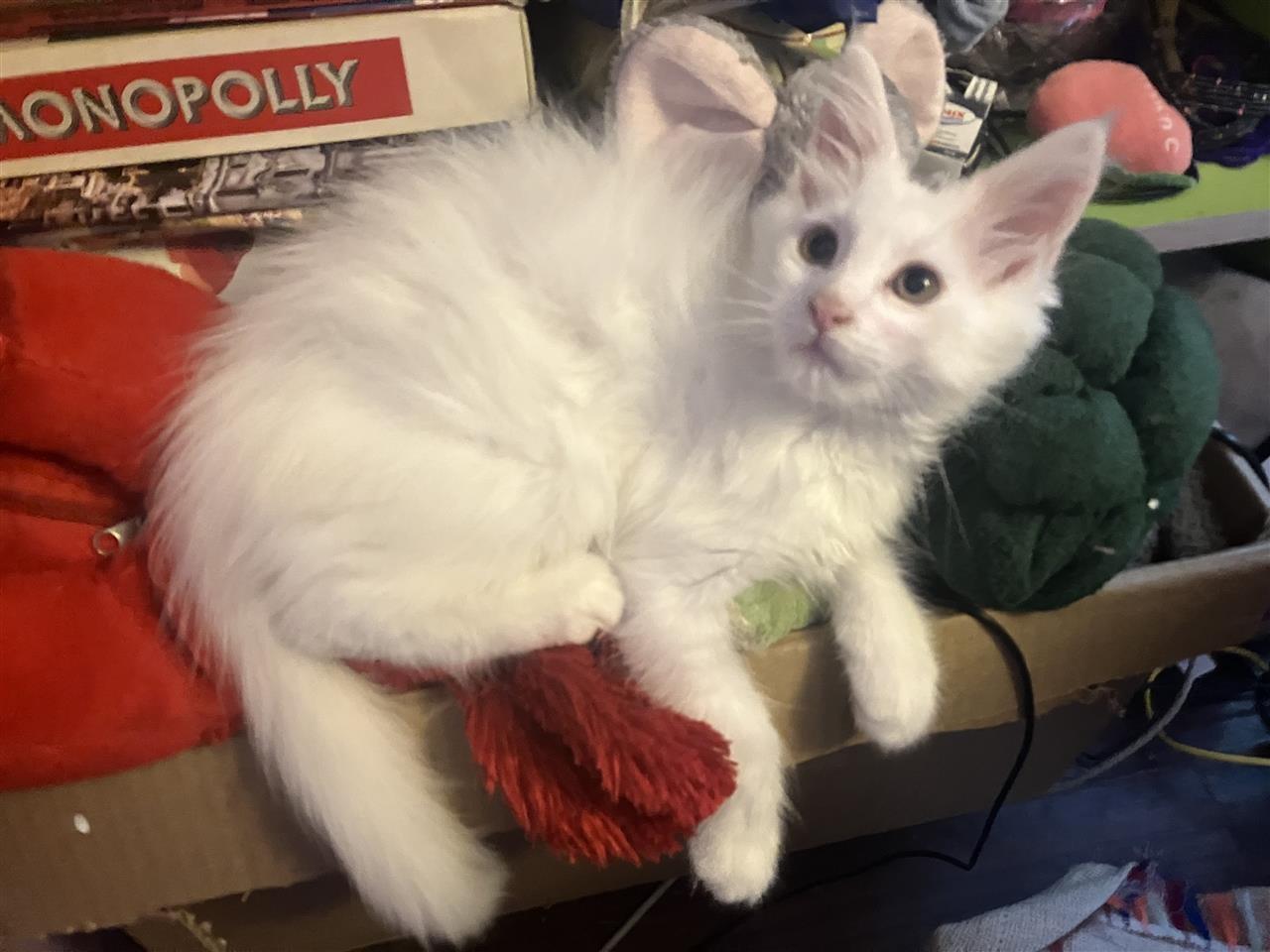 Maine-Coon-mace