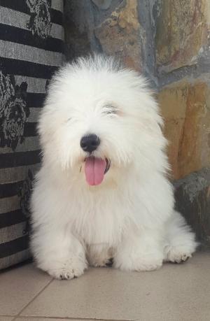 Cotton-de-Tulear